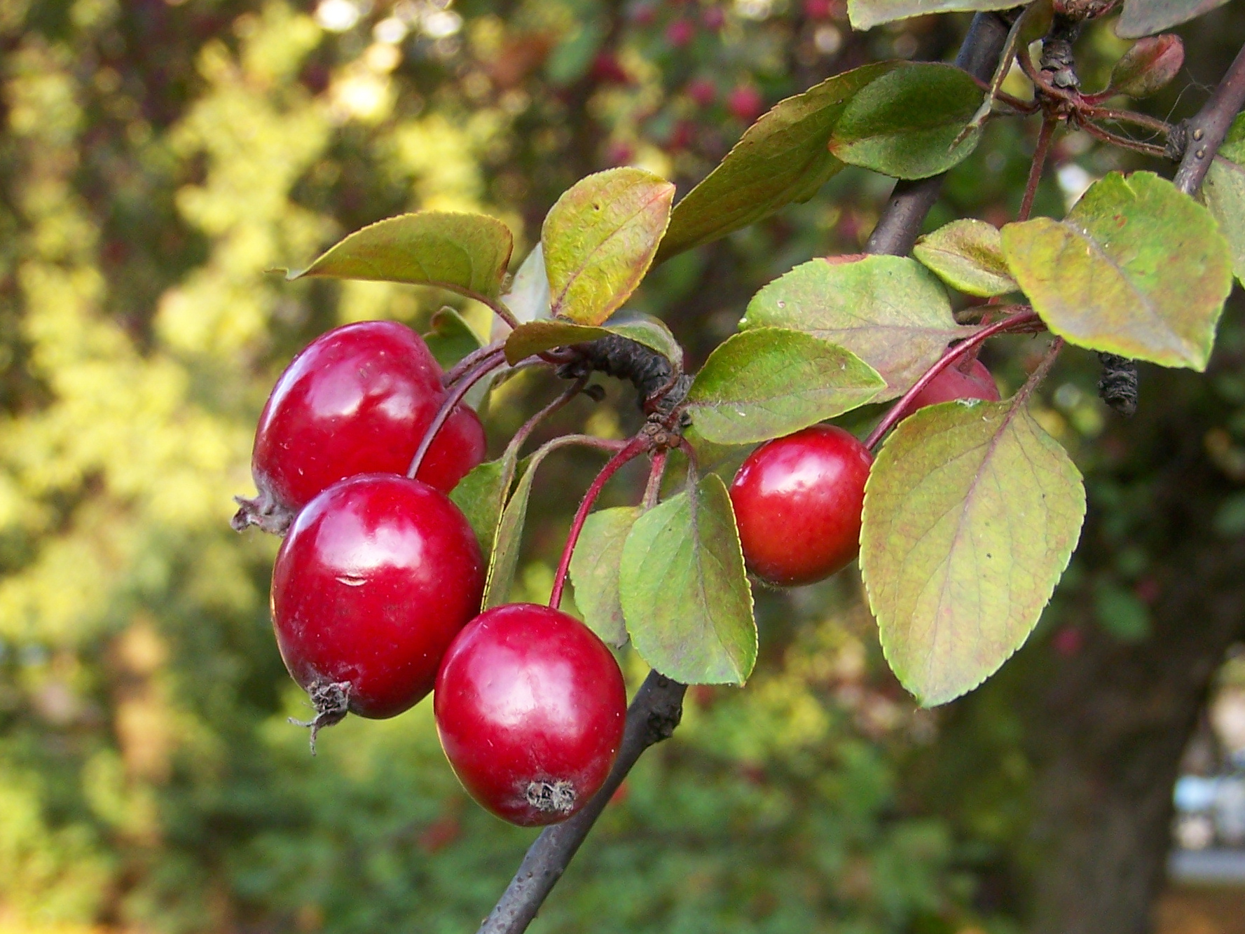 How Far To Plant Crab Apple Trees