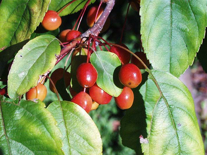 Plant of the month: Malus - Garden House Brighton