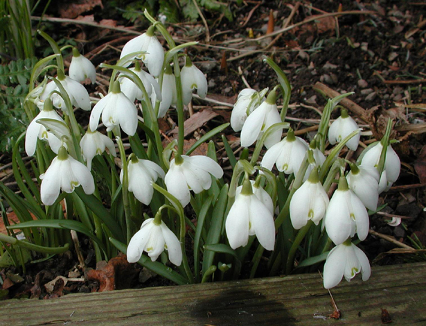 Snowdrops at Marchants Hardy Plants - Garden House Brighton